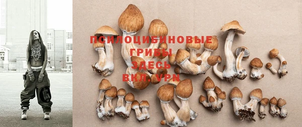 прущие грибы Сясьстрой